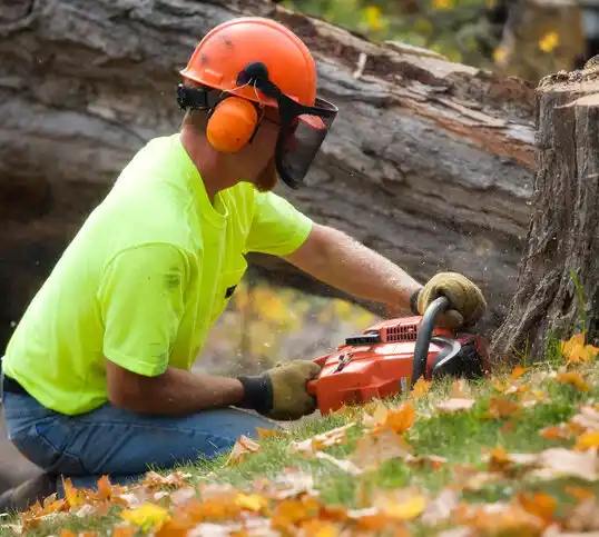 tree services Bloomingburg